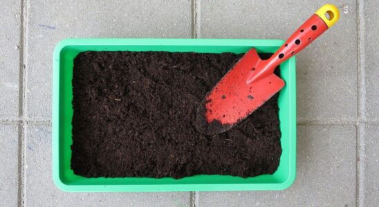 Как определить кислотность почвы в домашних условиях: простые лайфхаки