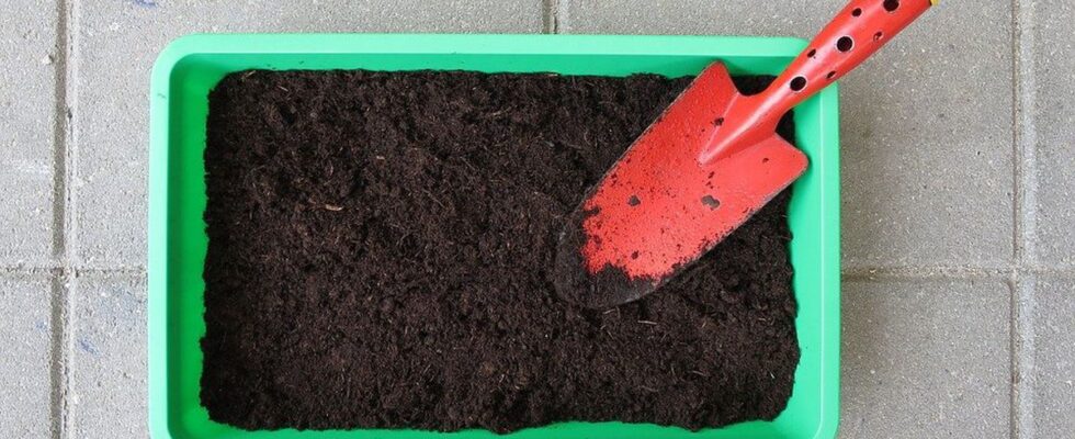 Как определить кислотность почвы в домашних условиях: простые лайфхаки