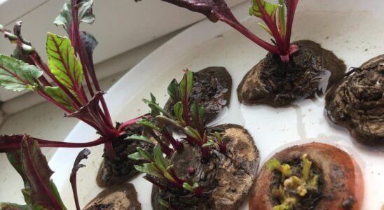 Как вырастить свежую зелень дома зимой без особых усилий