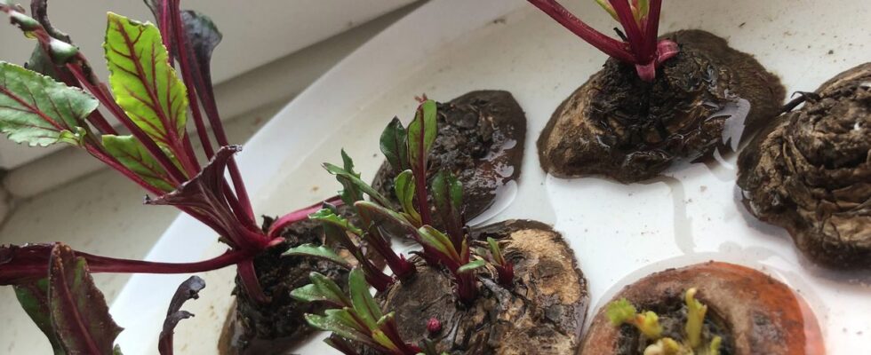 Как вырастить свежую зелень дома зимой без особых усилий