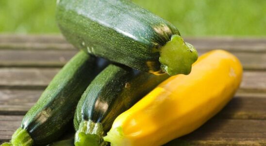 Как сделать фитодизайн дома: создаем флорариум своими руками с фото