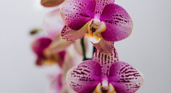 Зимове підживлення для орхідей: секрет пишного цвітіння