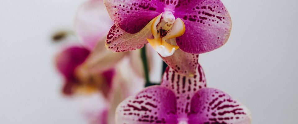 Зимове підживлення для орхідей: секрет пишного цвітіння