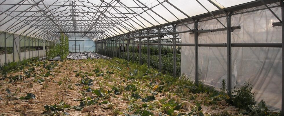 Image for: Секреты проветривания теплицы: советы экспертов для любого сезона. Tags: сельское хозяйство, теплица, расти,...