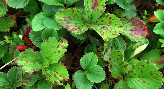 Пятна на листьях клубники: причины и эффективные решения для здоровья растений