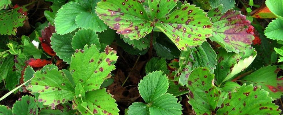 Пятна на листьях клубники: причины и эффективные решения для здоровья растений