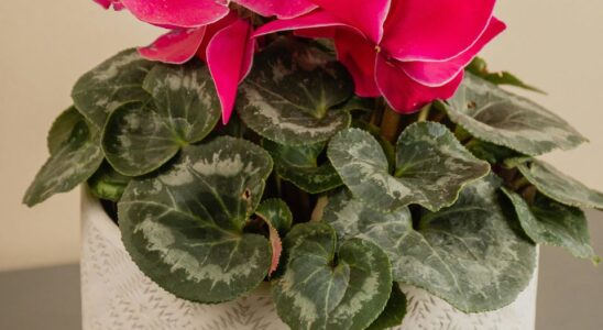 Цикламен в квартире: секреты успешного выращивания и частые ошибки