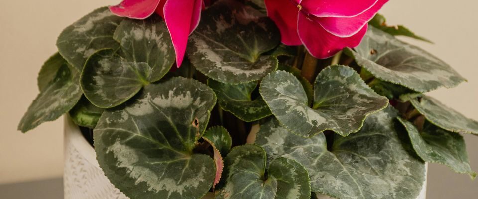 Цикламен в квартире: секреты успешного выращивания и частые ошибки