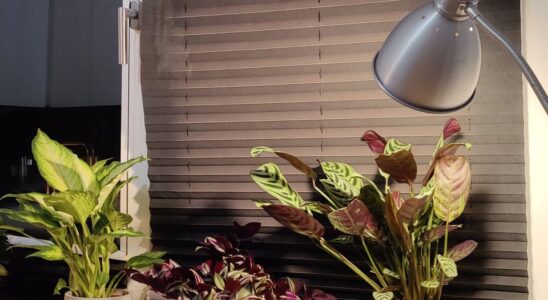 Фитолампы для растений: как избежать распространенных ошибок и добиться пышного роста