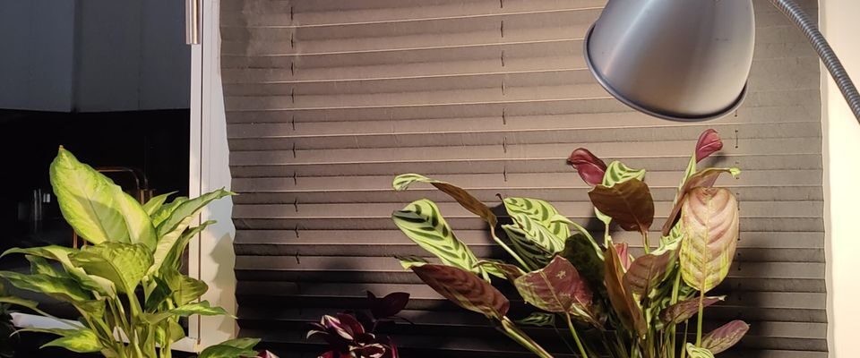 Фитолампы для растений: как избежать распространенных ошибок и добиться пышного роста