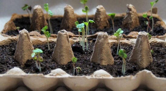 Лайфхаки для дома: как ускорить прорастание семян