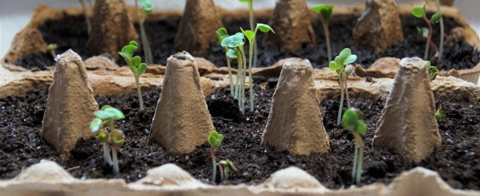 Лайфхаки для дома: как ускорить прорастание семян