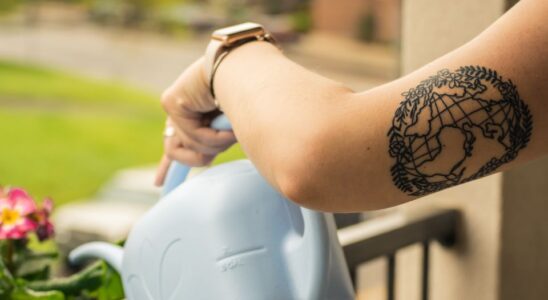 Летний уход за комнатными цветами: как поливать правильно в жару