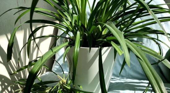 Хлорофітум вдома: 9 причин, чому це чудова ідея для вашого лайфхаку