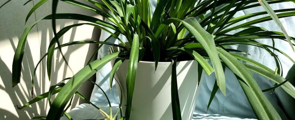 Хлорофітум вдома: 9 причин, чому це чудова ідея для вашого лайфхаку
