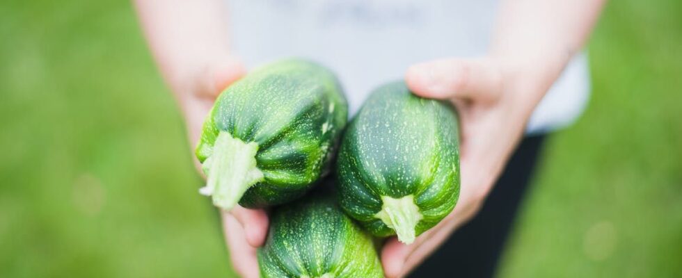 Зеленый урожай: какие овощи и фрукты сорвать до созревания и как это сделать правильно