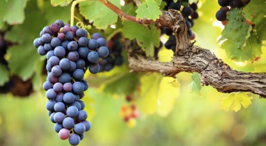 Почему в винограде нет червяков: секреты природы и лайфхаки для дома