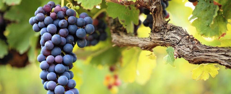 Почему в винограде нет червяков: секреты природы и лайфхаки для дома