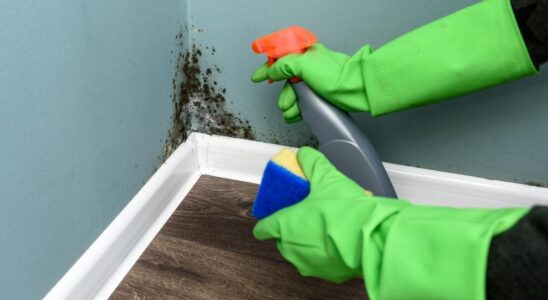 Лайфхаки для дома: как избавиться от плесени навсегда