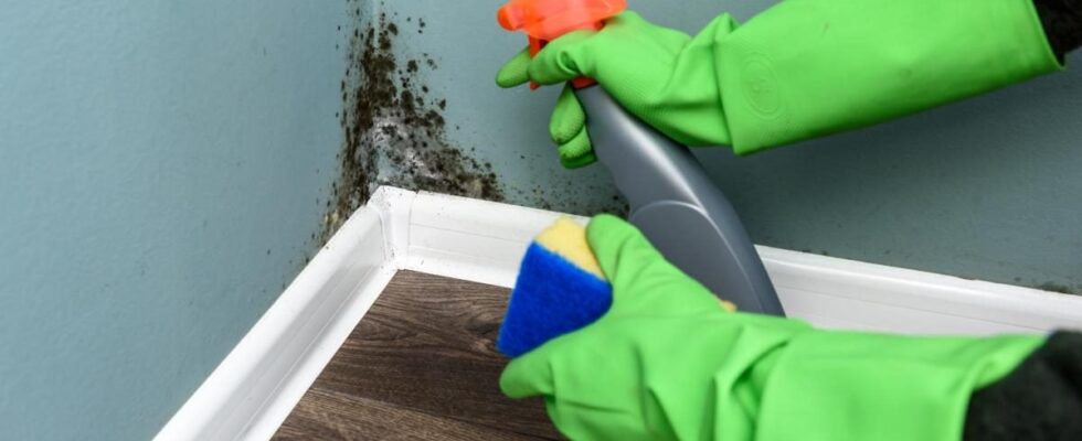 Лайфхаки для дома: как избавиться от плесени навсегда