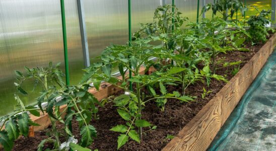 Секреты плодородной почвы для обильного урожая: советы для вашего огорода