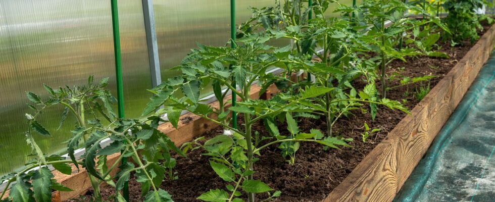 Секреты плодородной почвы для обильного урожая: советы для вашего огорода