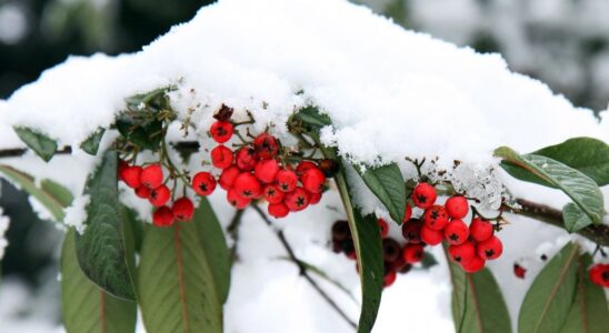 Февраль в саду и на даче: готовимся к весне и ухаживаем за цветами