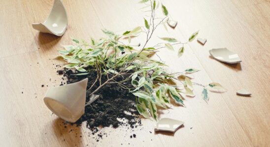 Приметы о разбитом горшке: что предвещает упавший цветок
