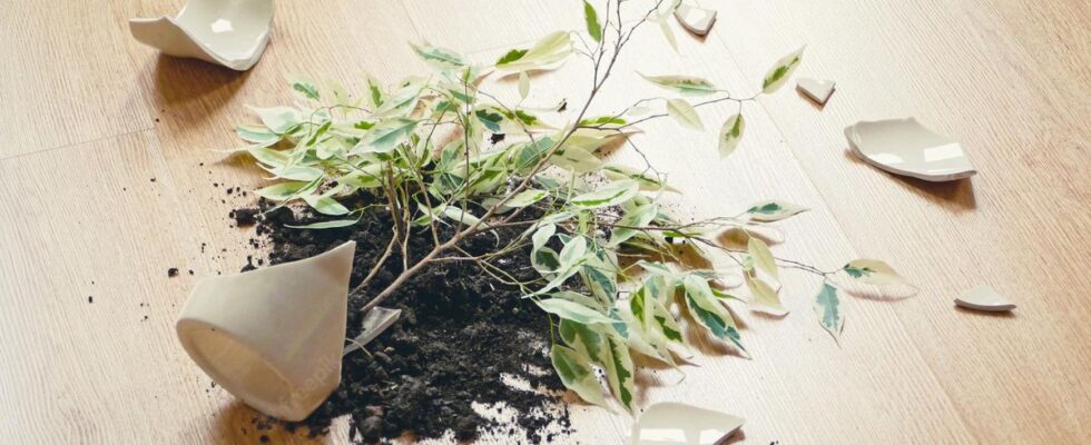 Приметы о разбитом горшке: что предвещает упавший цветок