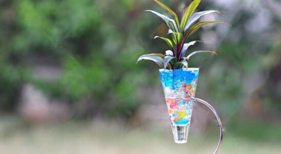 Гидрогель для комнатных растений: секреты пышной зелени и экономии воды