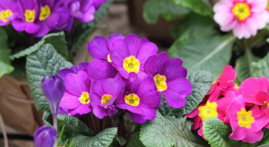 Секрет пышного цветения комнатных растений: добавьте эту простую жидкость