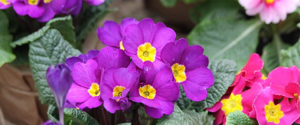 Секрет пышного цветения комнатных растений: добавьте эту простую жидкость