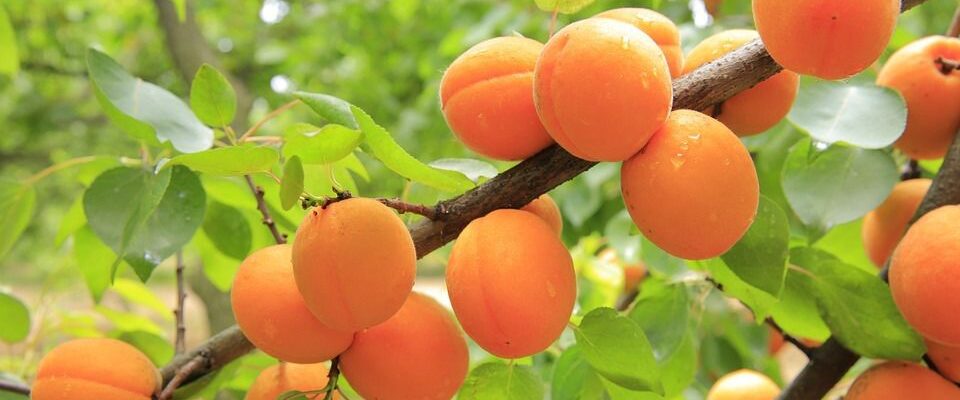 Секреты богатого урожая абрикосов: уход и советы для вашего сада