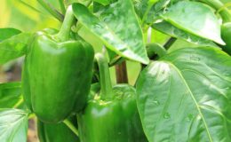 Секреты идеальной высадки перца: как избежать ошибок и получить богатый урожай
