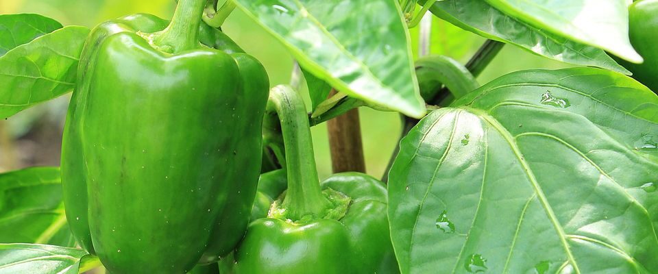 Секреты идеальной высадки перца: как избежать ошибок и получить богатый урожай