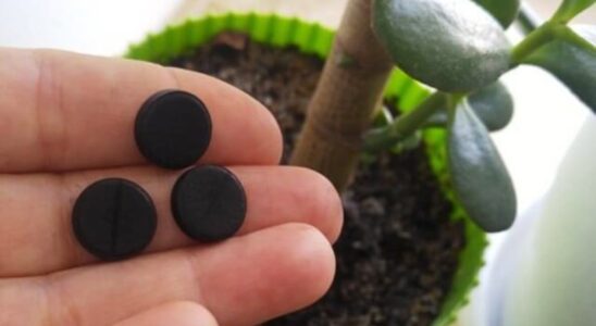 Активированный уголь для сада и огорода: секреты применения и польза