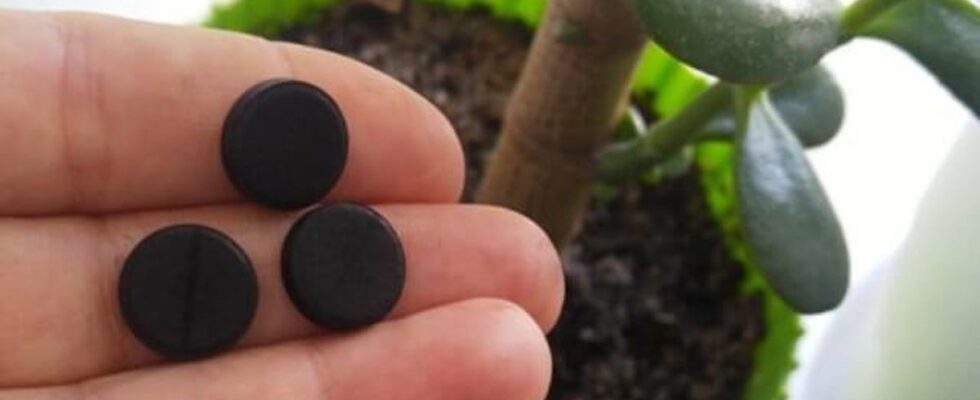 Активированный уголь для сада и огорода: секреты применения и польза