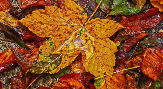 Осенние листья в саду: 6 креативных идей для вашего участка