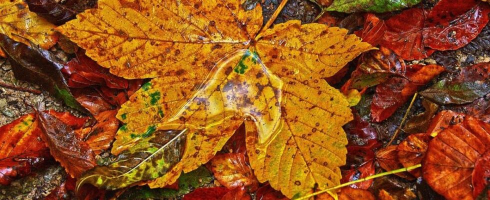 Осенние листья в саду: 6 креативных идей для вашего участка