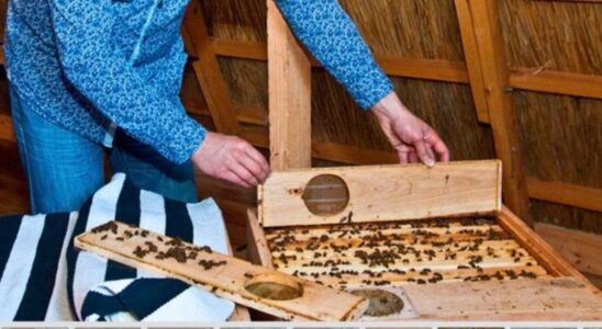 Здоровье в пирамиде: секреты пчелиного лечения Ольшанского