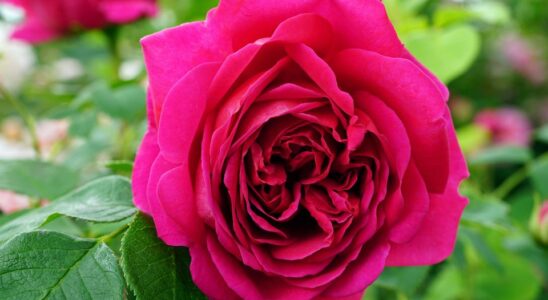 Лайфхаки для сада: где нельзя сажать розы, чтобы они не погибли