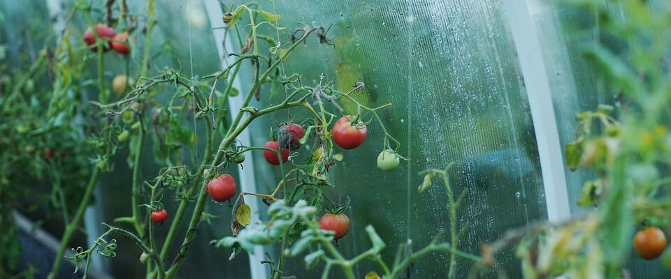 Выращивание помидоров для начинающих: полное руководство