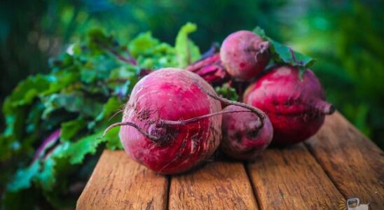 Секреты богатого урожая свеклы осенью: лайфхаки для дачников