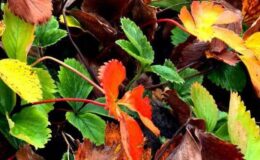 Как спасти клубнику от вымерзания зимой: проверенные методы