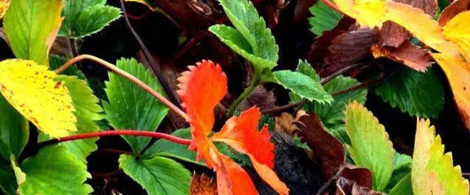 Как спасти клубнику от вымерзания зимой: проверенные методы