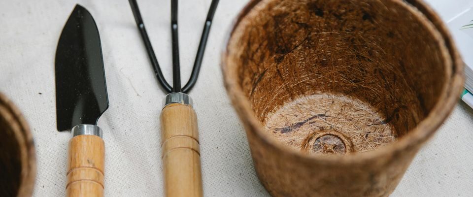 Растения, пышное цветение, уход за комнатными растениями