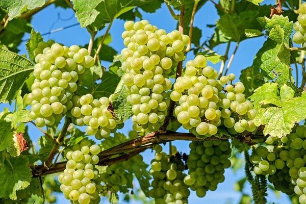 Винограда, осенняя обрезка винограда, секреты обрезки винограда